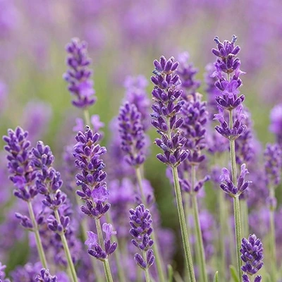 Lavanda